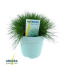 Festuca gautieri 'Amigreen'
