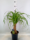 Beaucarnea recurvata
