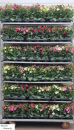 Nicotiana Mix