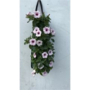 Petunia rosa im Pflanzsack