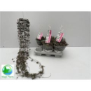 Ceropegia woodii Ampel