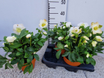 Helleborus "Wintersun" Tontopf
