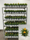 Coreopsis grand.
