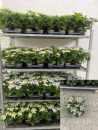 Hydrangea  macr. midi Teller blau