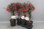 Fuchsia Stämmchen