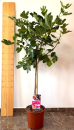 Ficus carica Stamm