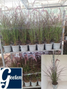 Pennisetum "Rubrum"