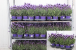 Lavandula stoechas