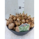 XL Schale Leucojum aestivum