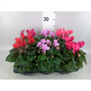 Cyclamen pers. Mix