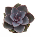 Echeveria 'Perle von Nurnberg'