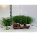 Katzengras Cyperus zumula