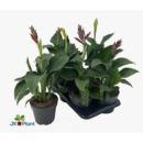 Canna 'Cannova' gemischt