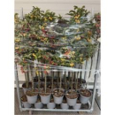 Malus Stamm