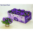 Campanula porten. 'Porto'
