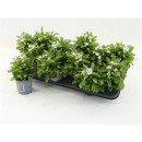 Myosotis silv. weiß