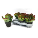 Kalanchoe thyrsiflora Tontopf