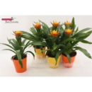 Guzmania 'Yeltix' mit Übertopf