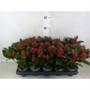 Skimmia jap. "Rubella"