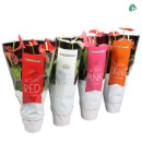 Anthurium andr. gemischt