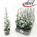 Chamaecyparis thyo. 'Top Point' beschneit