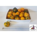 Cucurbita pepo 'Hard Warties' mix