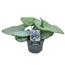 Brunnera macrophylla 'Silver Heart'