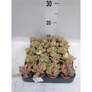 Mini Crassula "Moneymaker"