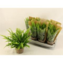 Nephrolepis exal. 'Green Lady'
