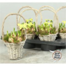 Narcissus im Henkelkorb