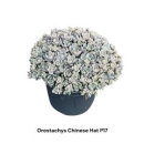 Orostachys furusei