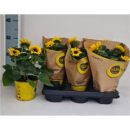 Helianthus an. 'Sunsation Flame'