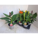 Canna 'Cannova' gemischt