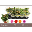 Kalanchoe blos. Mix