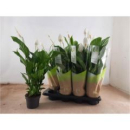 Spathiphyllum wallisii