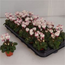 Mini Cyclamen 'Verano Victoria'