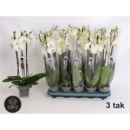 Phalaenopsis 3 Rispen weiß