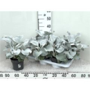 Senecio candidans 'Angel Wings'