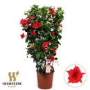 Mandevilla sand. Spalier rot