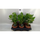 Clusia rosea 'Princess'
