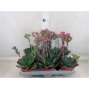 Echeveria 'Blue Prince'
