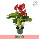 Anthurium andr. 'Melodia' rot