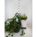 Hedera helix 'Wonder' Ampel