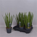 Sansevieria cyl.