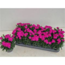 Dianthus "Peman" pink