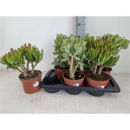 Crassula gemischt
