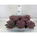 Echeveria "Mina"