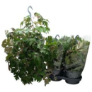 Cissus rhombifolia
