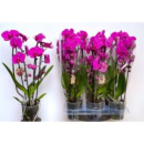 Phalaenopsis "Cascade" lila