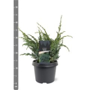 Juniperus squamata 'Meyeri'